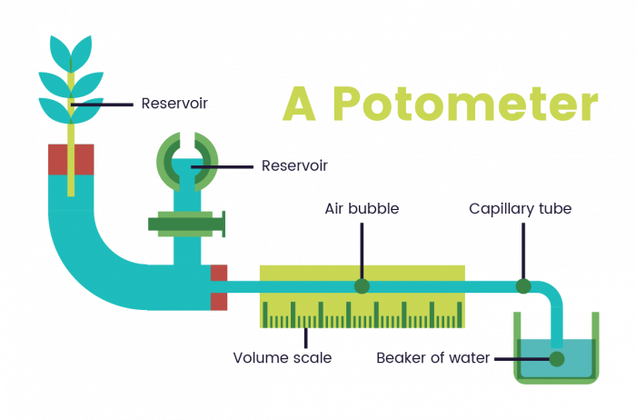 Image of a Potometer